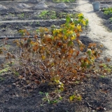 Kako pravilno pripremiti ribizle za zimu?